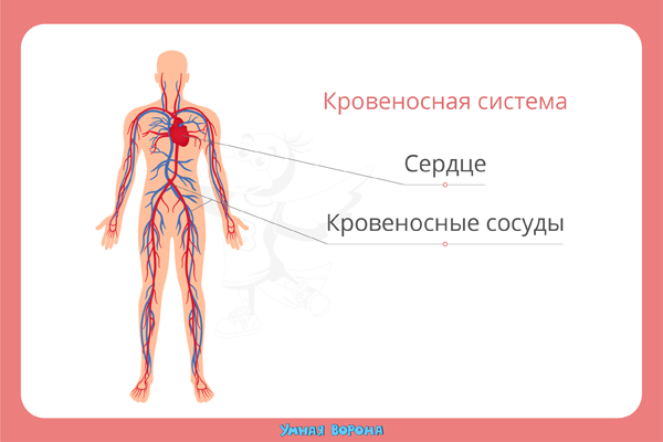 ОБЩАЯ АНАТОМИЯ ЧЕЛОВЕКА В РОССИИ СЕГОДНЯ - Научное обозрение. Медицинские науки (научный журнал)