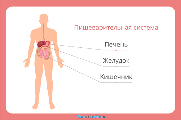 Расположение внутренних органов человека.