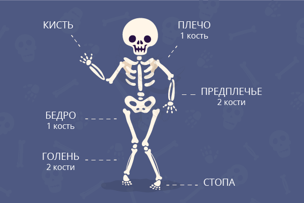 Скелет-модель человека - анатомия