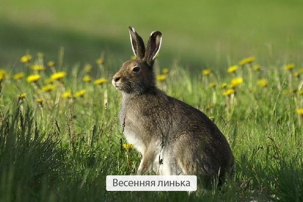 Примеры сезонных явлений живой и неживой природы