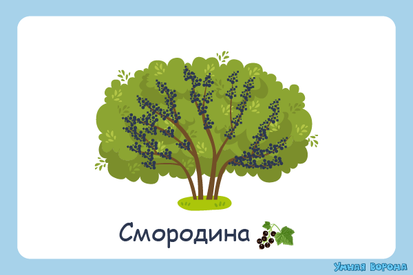 Лиственные деревья и кустарники - Каталог растений - Полезная информация - витамин-п-байкальский.рф